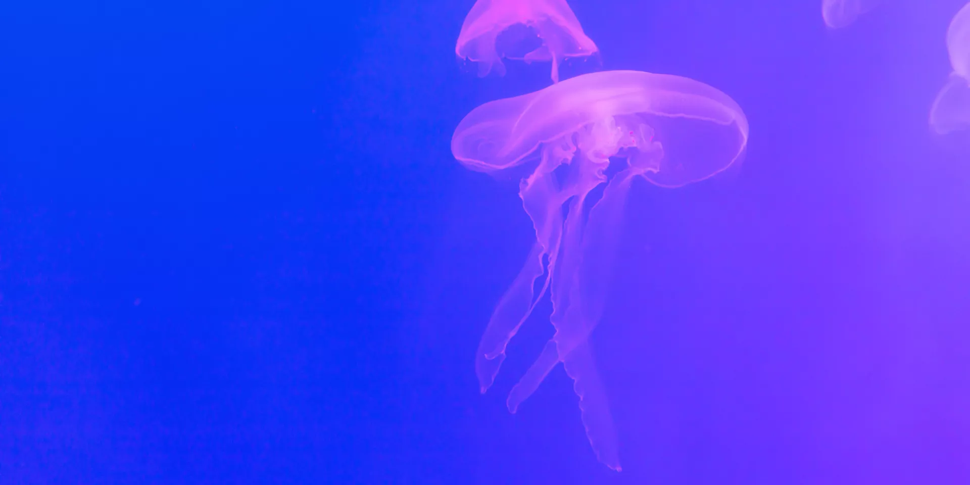 jellyfish_high_res