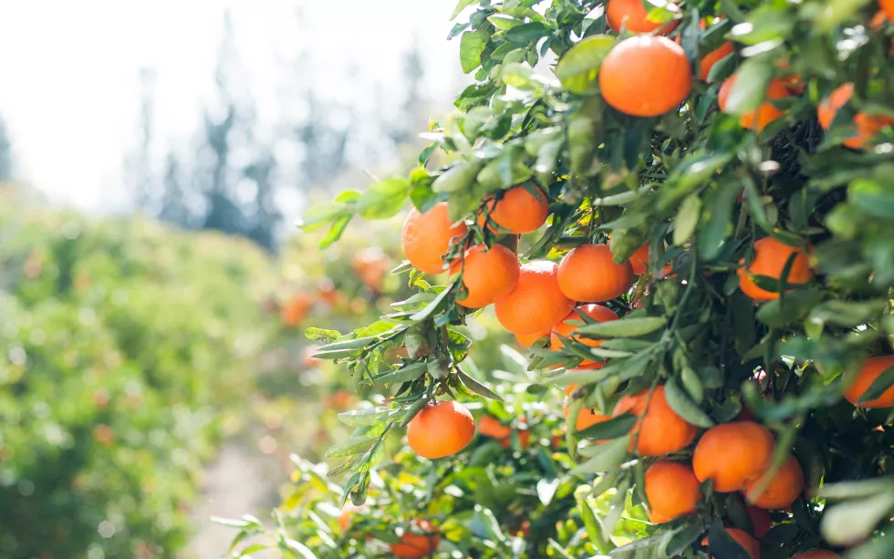 beroe-insights-processed-oranges